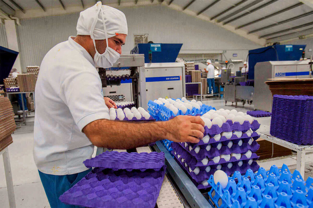 SOLICITAN EMPACADORES DE HUEVOS EN AVICOLAS | + DE 50 PUESTOS DE EMPLEO TRABAJA CON NOSOTROS POSTULA YA